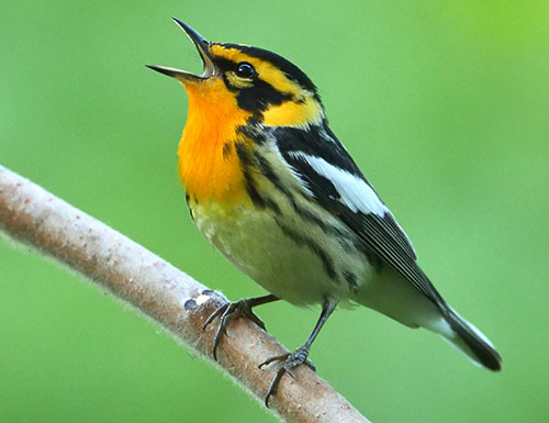 Blackburnian Warbler © Lang Elliott