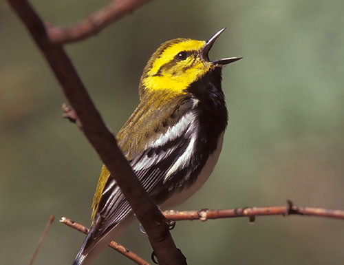 Black-throated Green Warbler © Lang Elliott