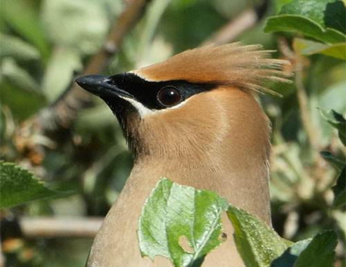 Cedar Waxwing © Lang Elliott