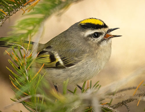 Golden-crowned Kinglet - Shutterstock