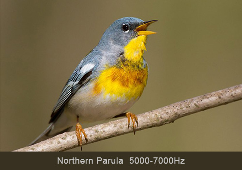Northern Parula - shutterstock