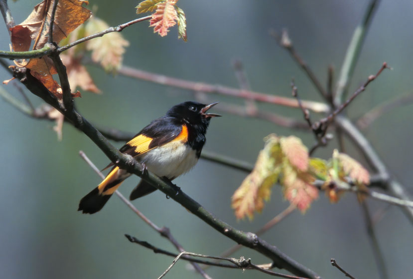 American Redstart singing © Lang Elliott
