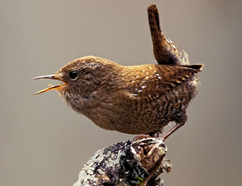 Winter Wren © Lang Elliott