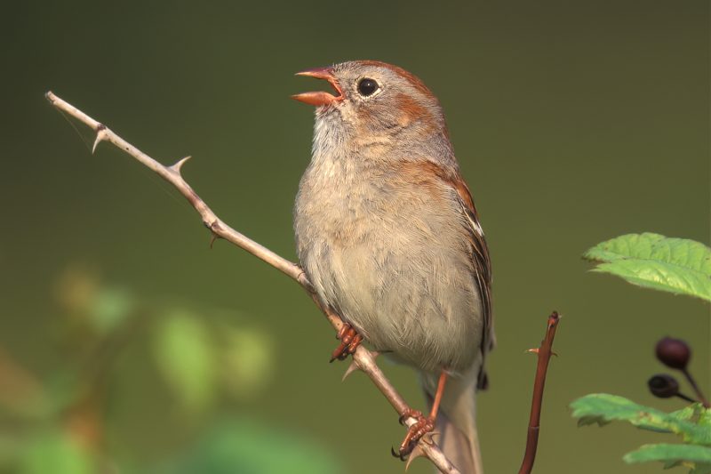 field sparrow 1500X1000